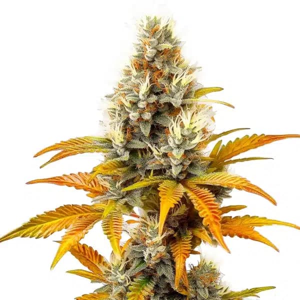 Sour Tangie Seeds
