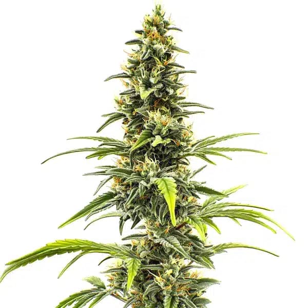 Sour Tsunami Seeds