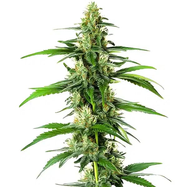 South African Seeds