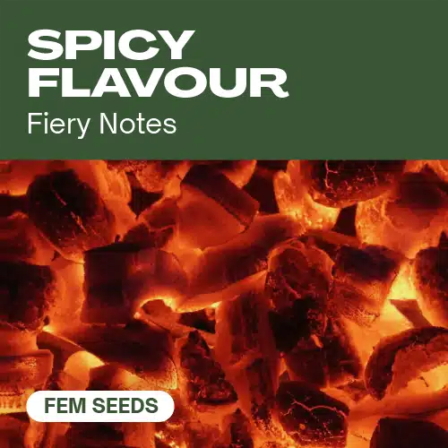 Spicy Flavour Seeds
