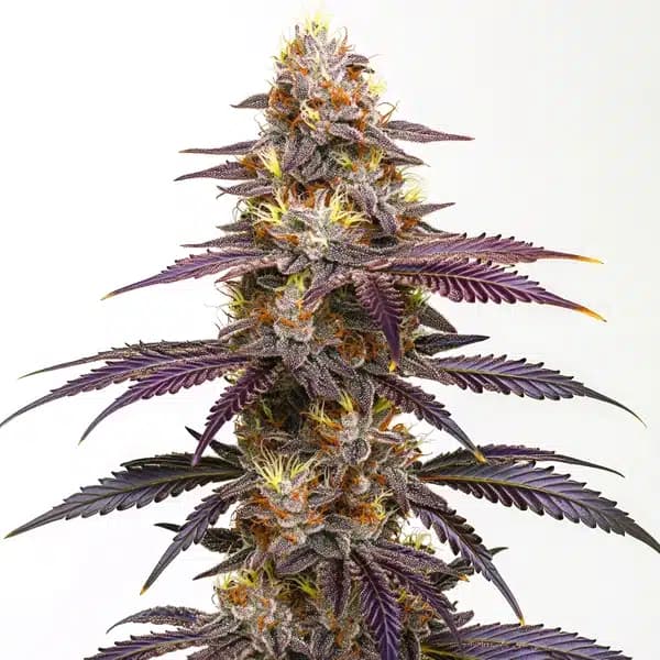 Spritzer Cannabis Extraction Seeds