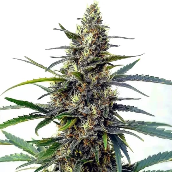 Star Killer Fast Version Seeds