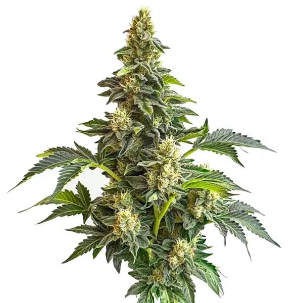 Star Killer x Do-Si-Dos Seeds