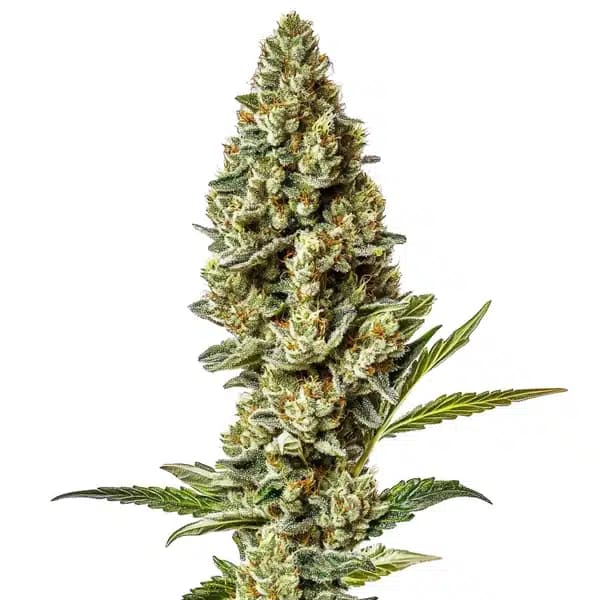 Stardawg Regular Seeds