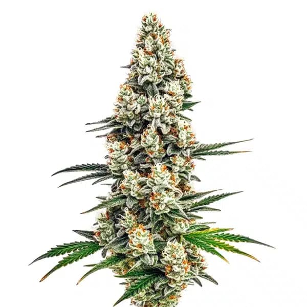 Stardawg Seeds