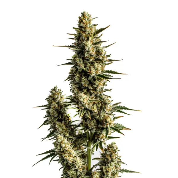 Strawberry Banana Autoflower Seeds