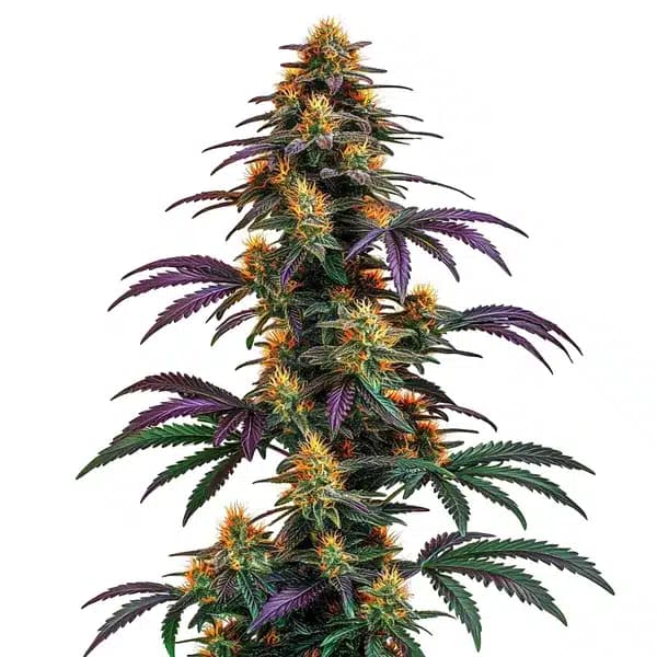 Strawberry Banana Cheese Seeds