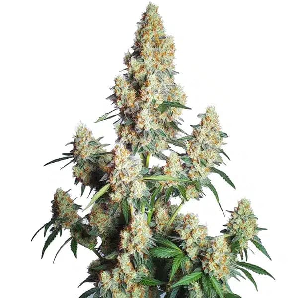 Strawberry Cheese Auto Seeds