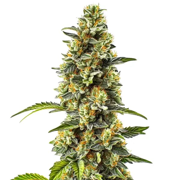 Strawberry Cough Seeds