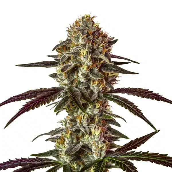 Strawberry Gary Seeds