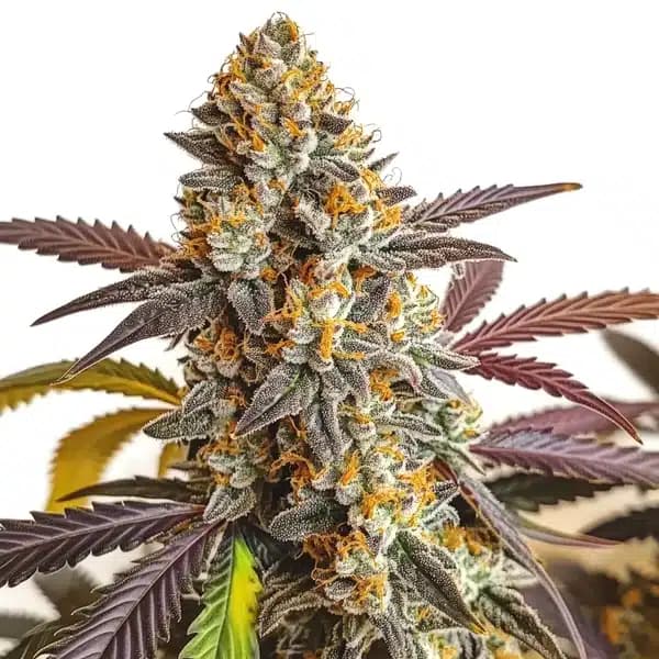 Strawberry Haze Auto Seeds