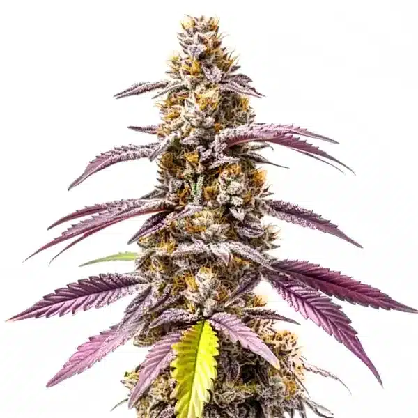 Strawberry Haze Autoflower F1 Seeds