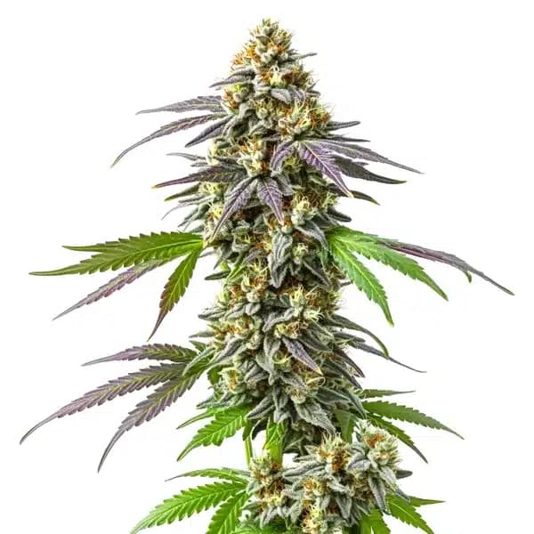 Strawberry Haze Seeds