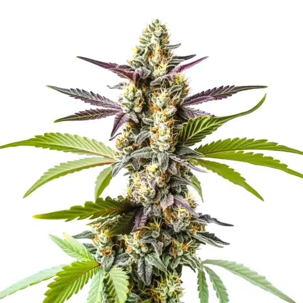 Strawberry Kush Seeds