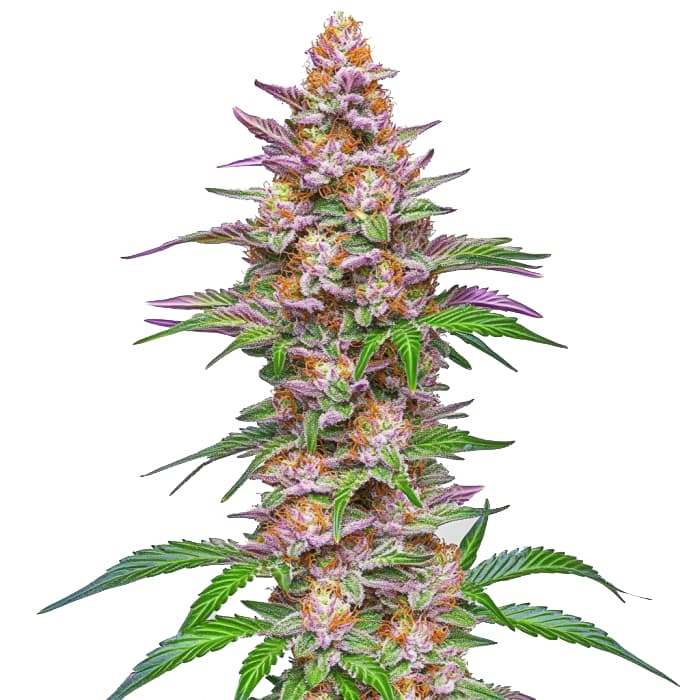Strawberry Pie Auto Seeds