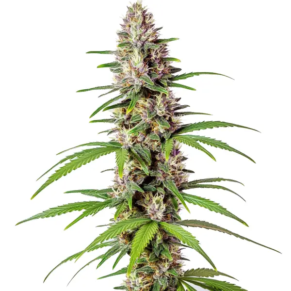 Sugar Haze Fast Version Seeds