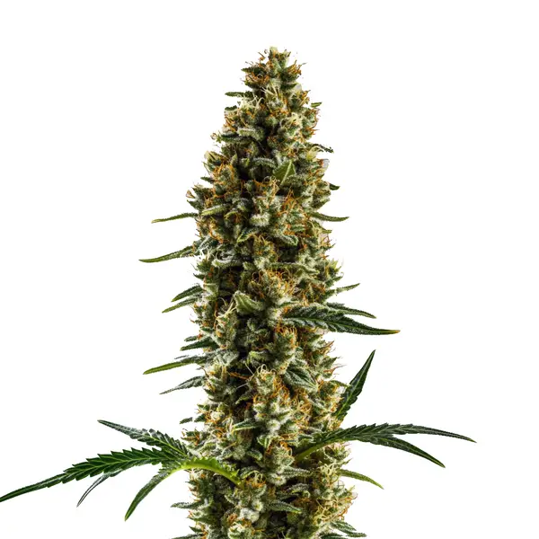 Sugar Haze Regular Seeds