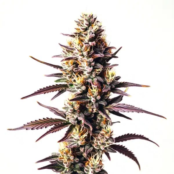 Sunset Sherbet Seeds