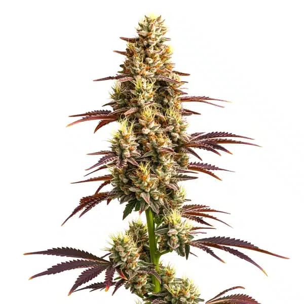 Super Boof Auto Seeds