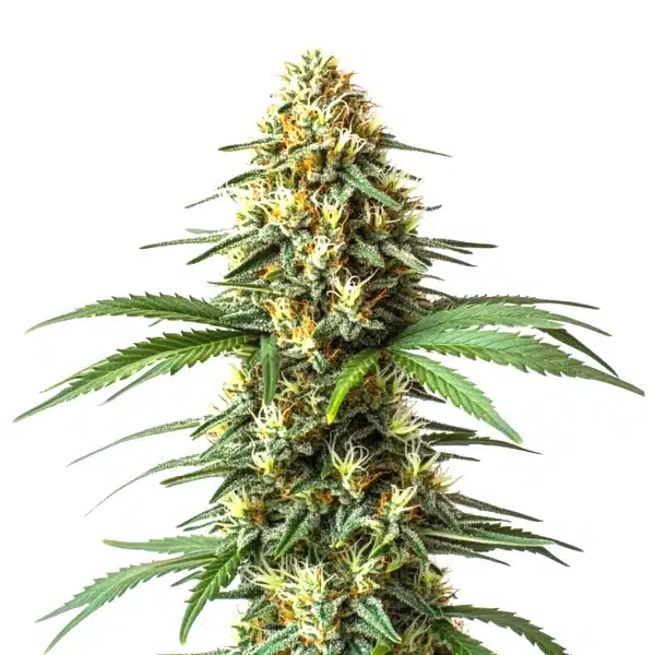 Super Critical Bilbo Fast Version Seeds