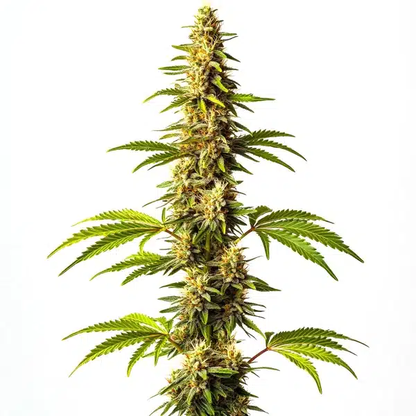 Super Critical Seeds
