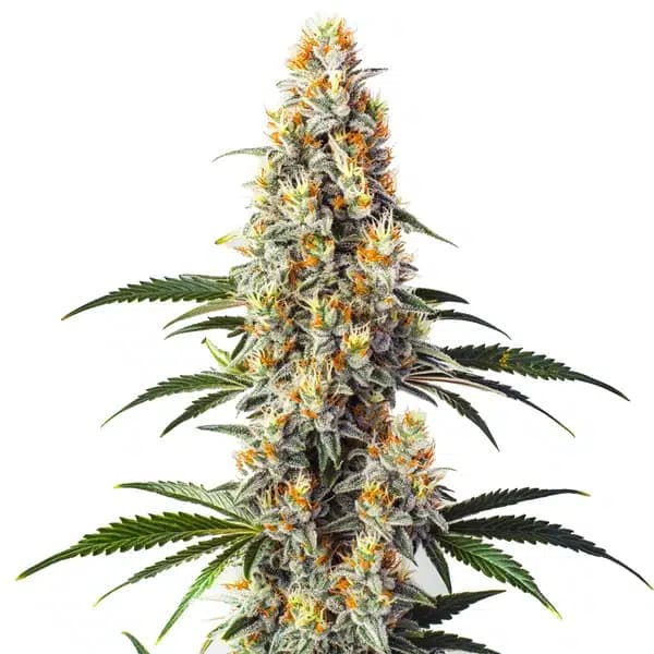 Super Glue Seeds