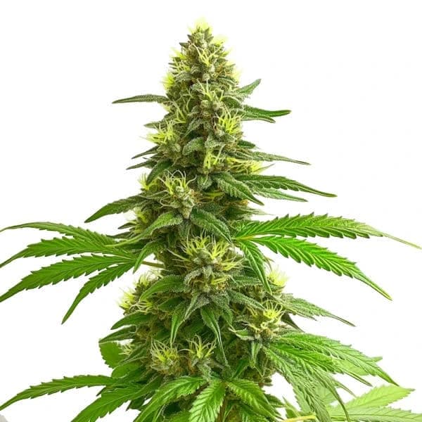 Super Lemon Haze Seeds