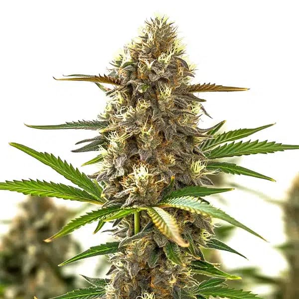 Super Purple Auto CBD (1:1) Seeds