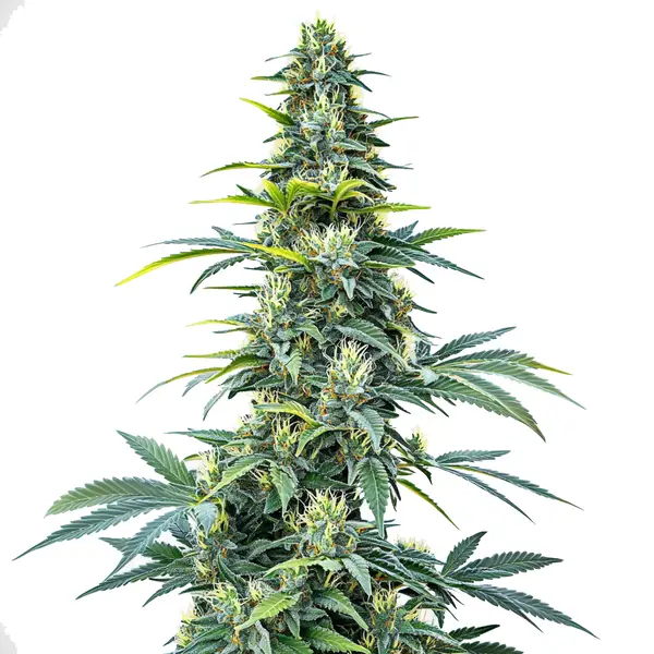 Super Silver Haze Auto Seeds