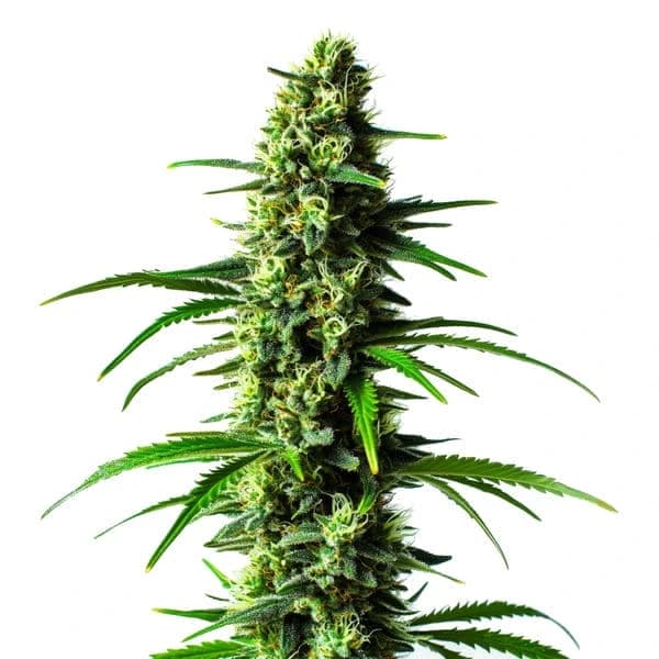 Super Skunk Seeds