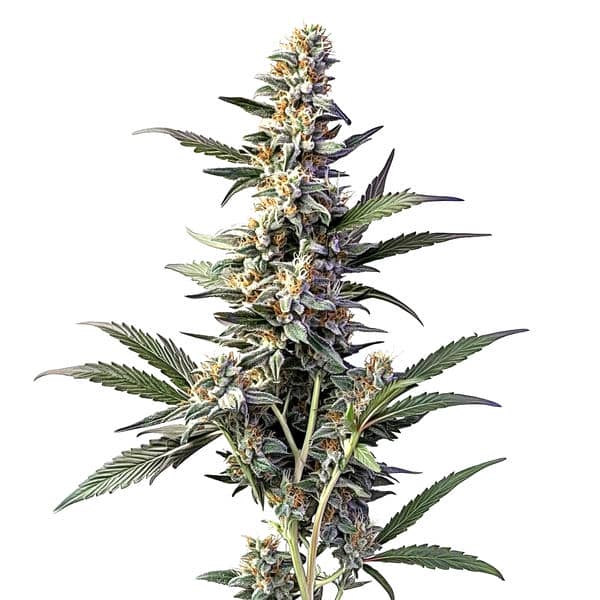 Sweet Afghan Delicious Autoflower F1 Seeds