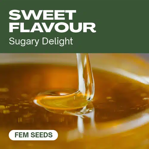 Sweet Flavour Seeds