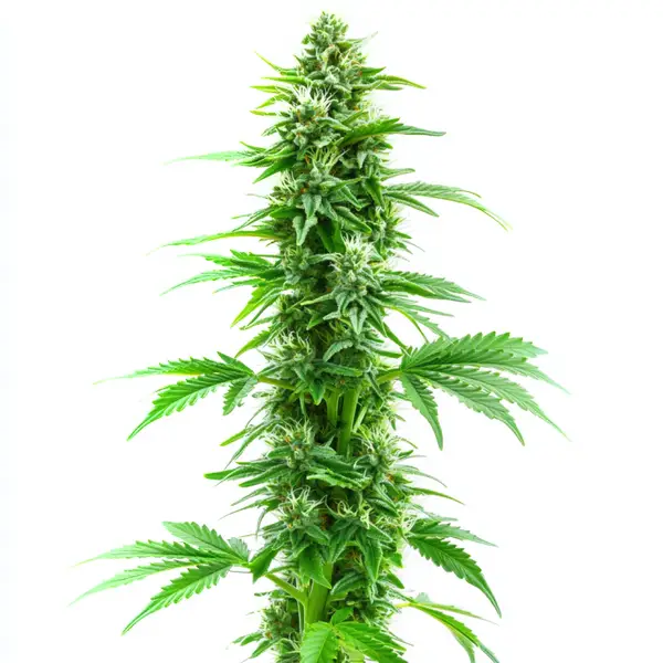Sweet Island Skunk Fast Version Seeds
