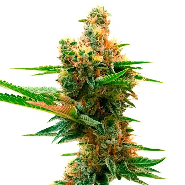 Island Sweet Skunk Seeds