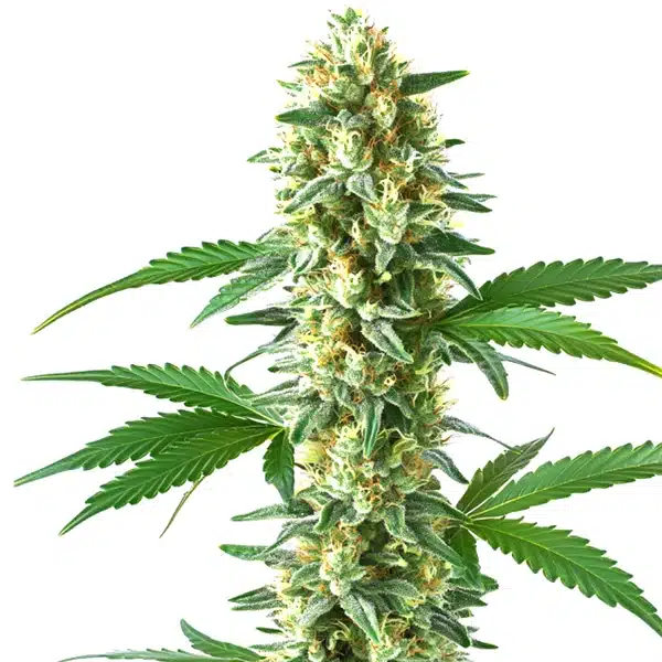 Sweet Kush Seeds