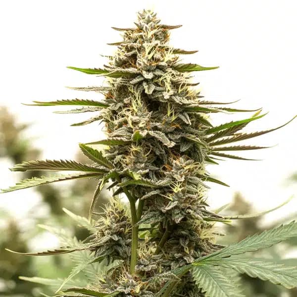 Sweet Tooth x GG Seeds