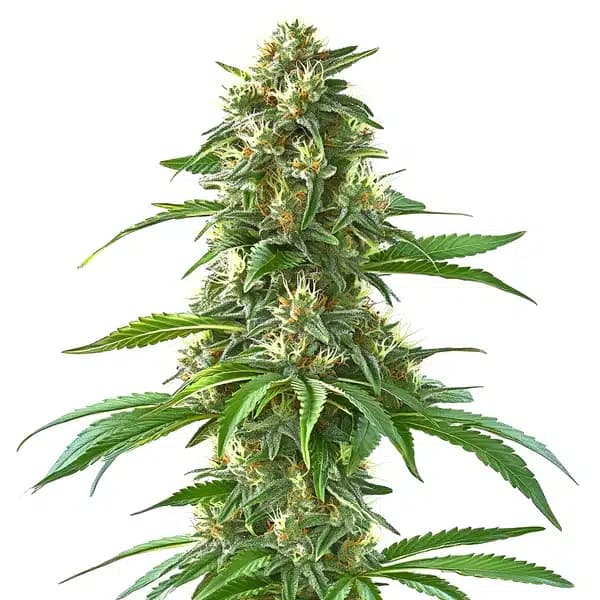 Sweet Tooth Seeds