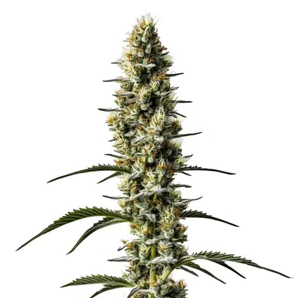 Sweet Zombie Auto Seeds