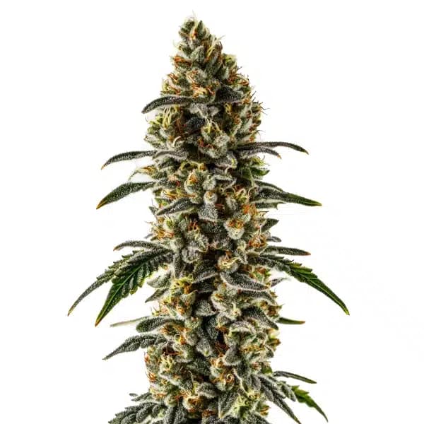 Sweet Zombie Seeds