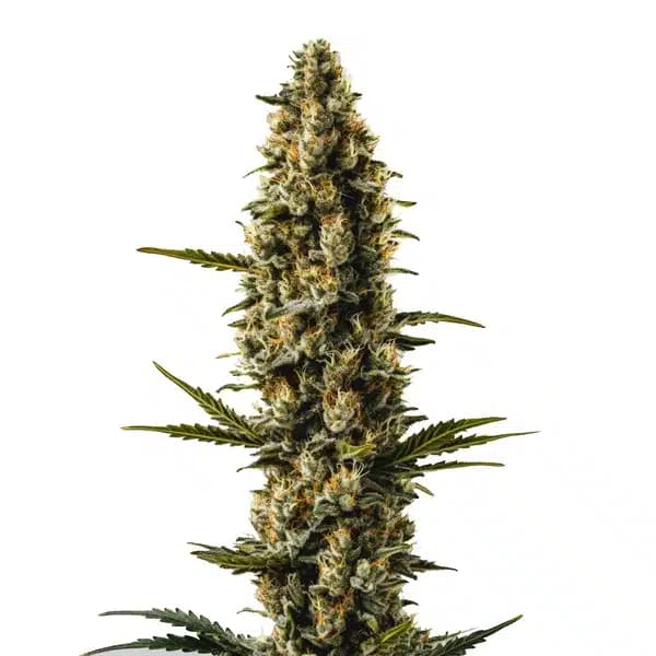 Sweety Auto Seeds