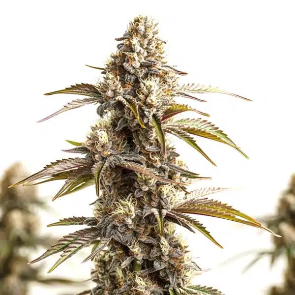Tahoe Banana Sherbet Seeds