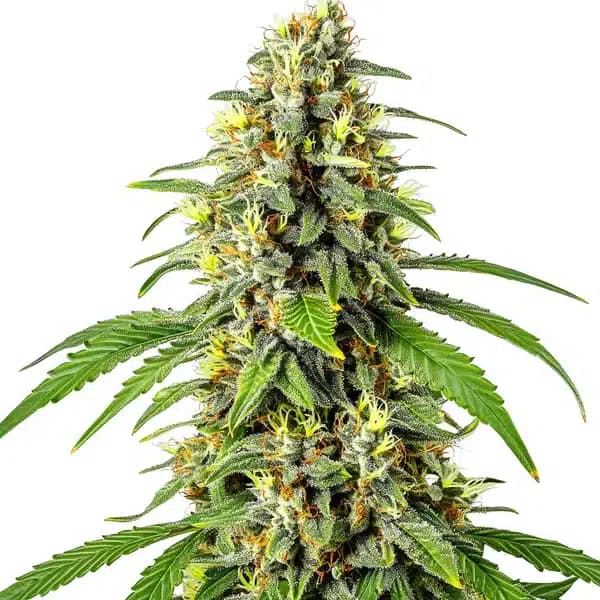 Tahoe OG Kush Seeds