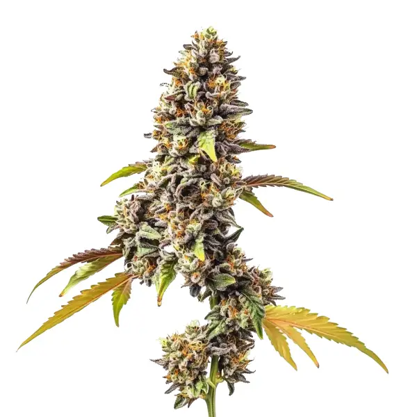 Tahoe OG Auto Seeds