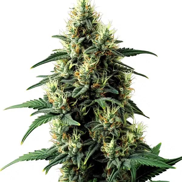 Tangerine Dream Auto Seeds