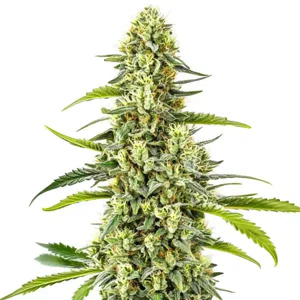 Tangie Kush Regular Seeds