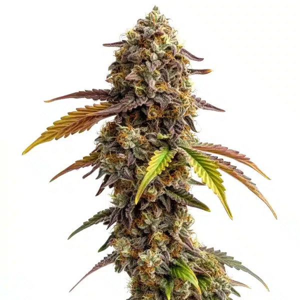 Tangie Purple Punch Seeds