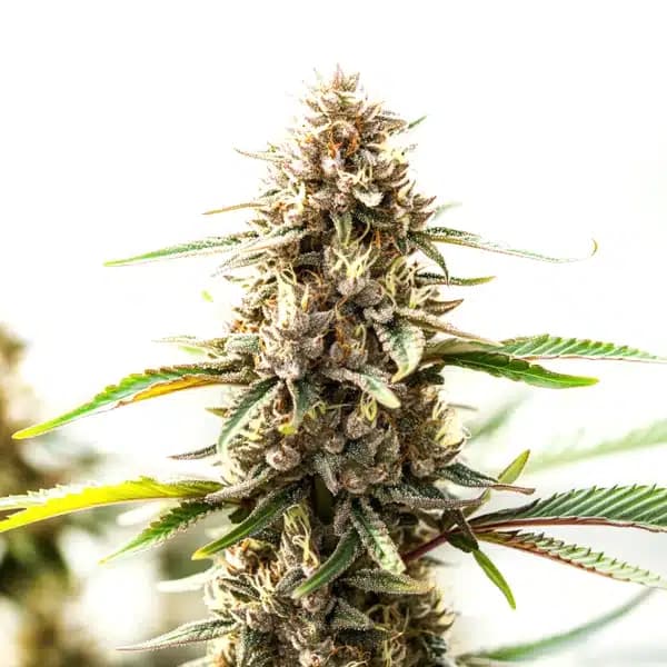 Tangie x Chocolope Seeds