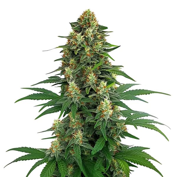 Tangie Seeds