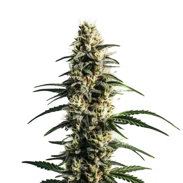 Thai Fantasy Seeds