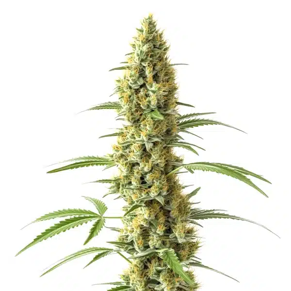Tijuana Seeds
